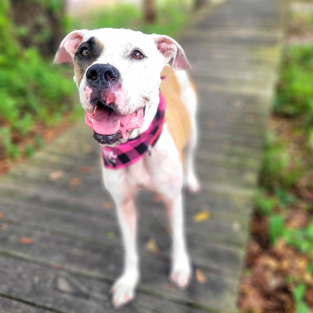 Wilma, a Adoptable Mixed Breed in Port Charlotte, FL image 3/5