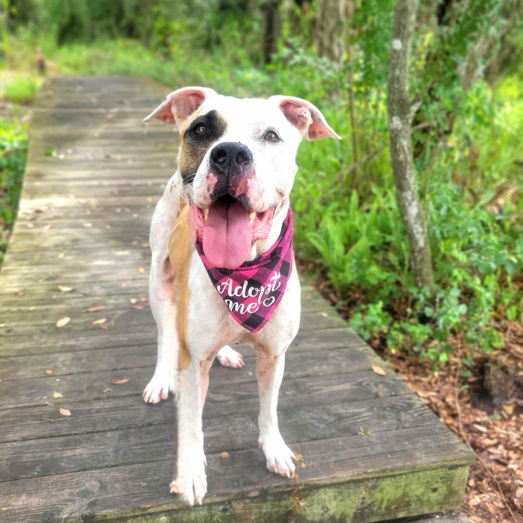 Wilma, a Adoptable Mixed Breed in Port Charlotte, FL image 4/5