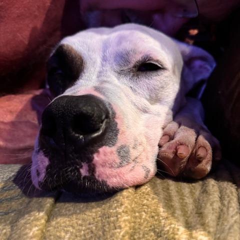 Wilma, a Adoptable Mixed Breed in Port Charlotte, FL image 5/5