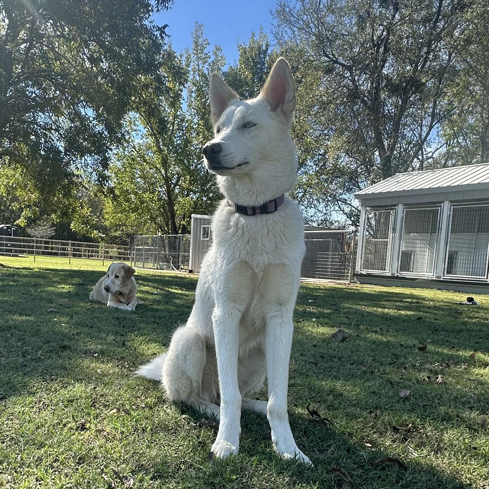 Skye, Adopted, Young Female Husky.