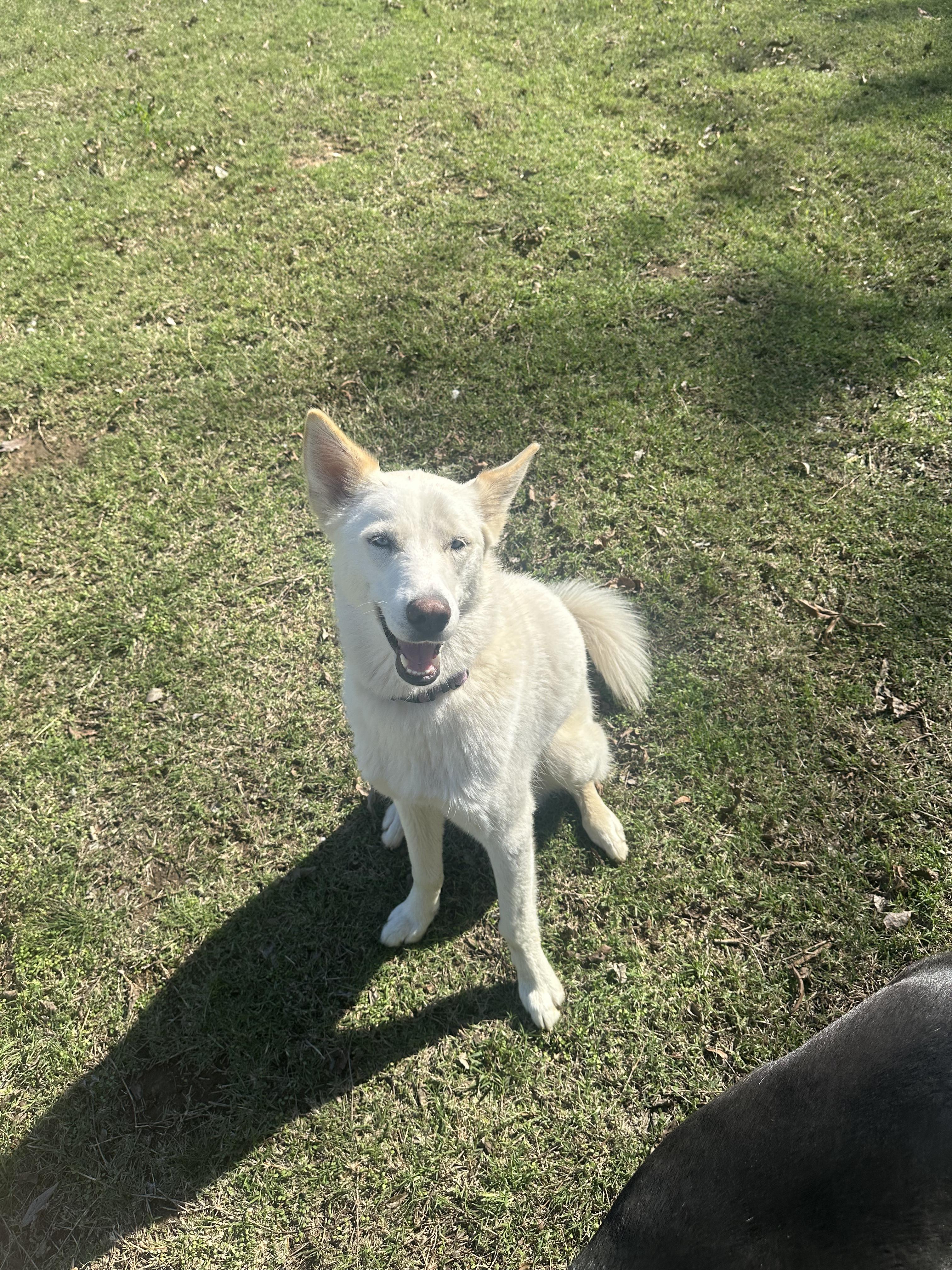 Skye, a Adopted mixed breed in Pilot Point, TX image 2/4