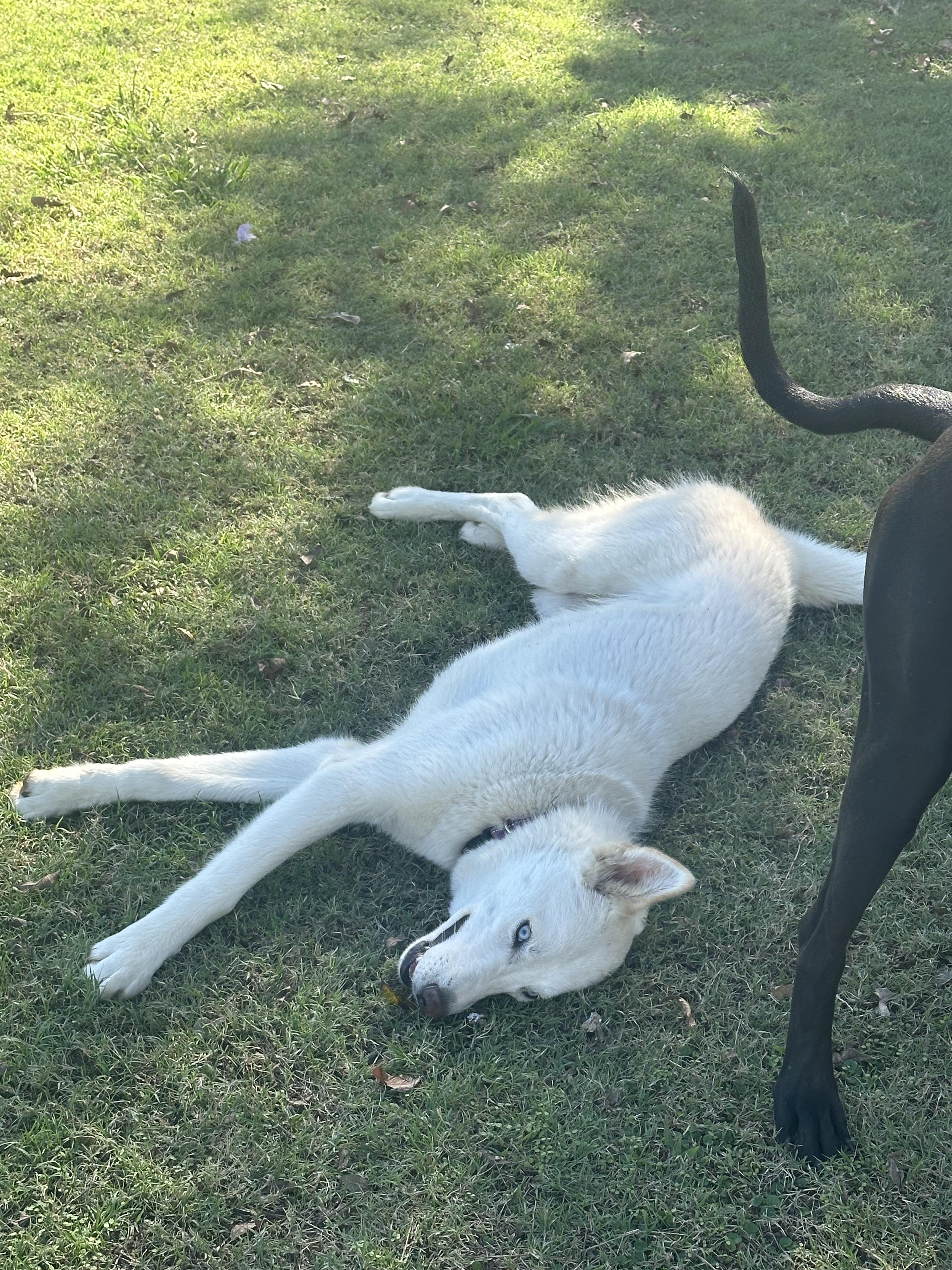 Skye, a Adopted mixed breed in Pilot Point, TX image 3/4