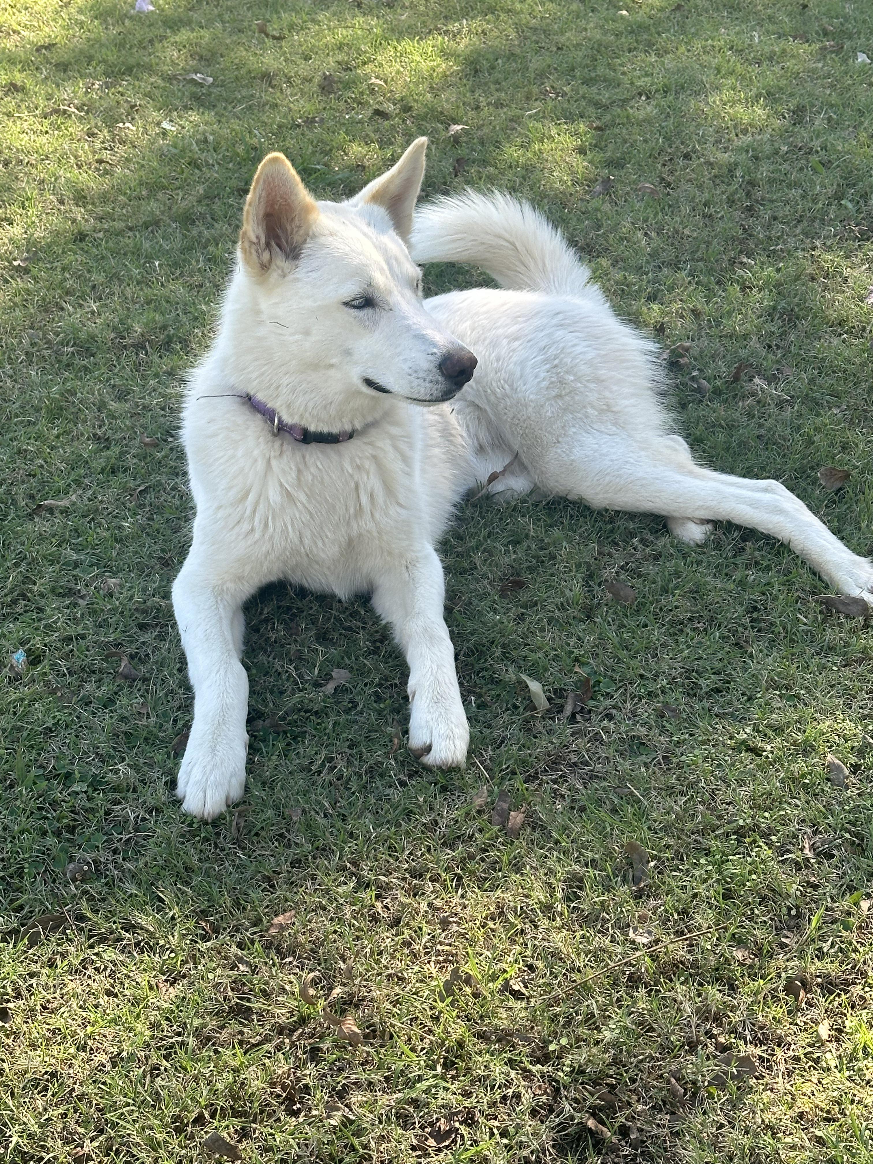 Skye, a Adopted mixed breed in Pilot Point, TX image 4/4