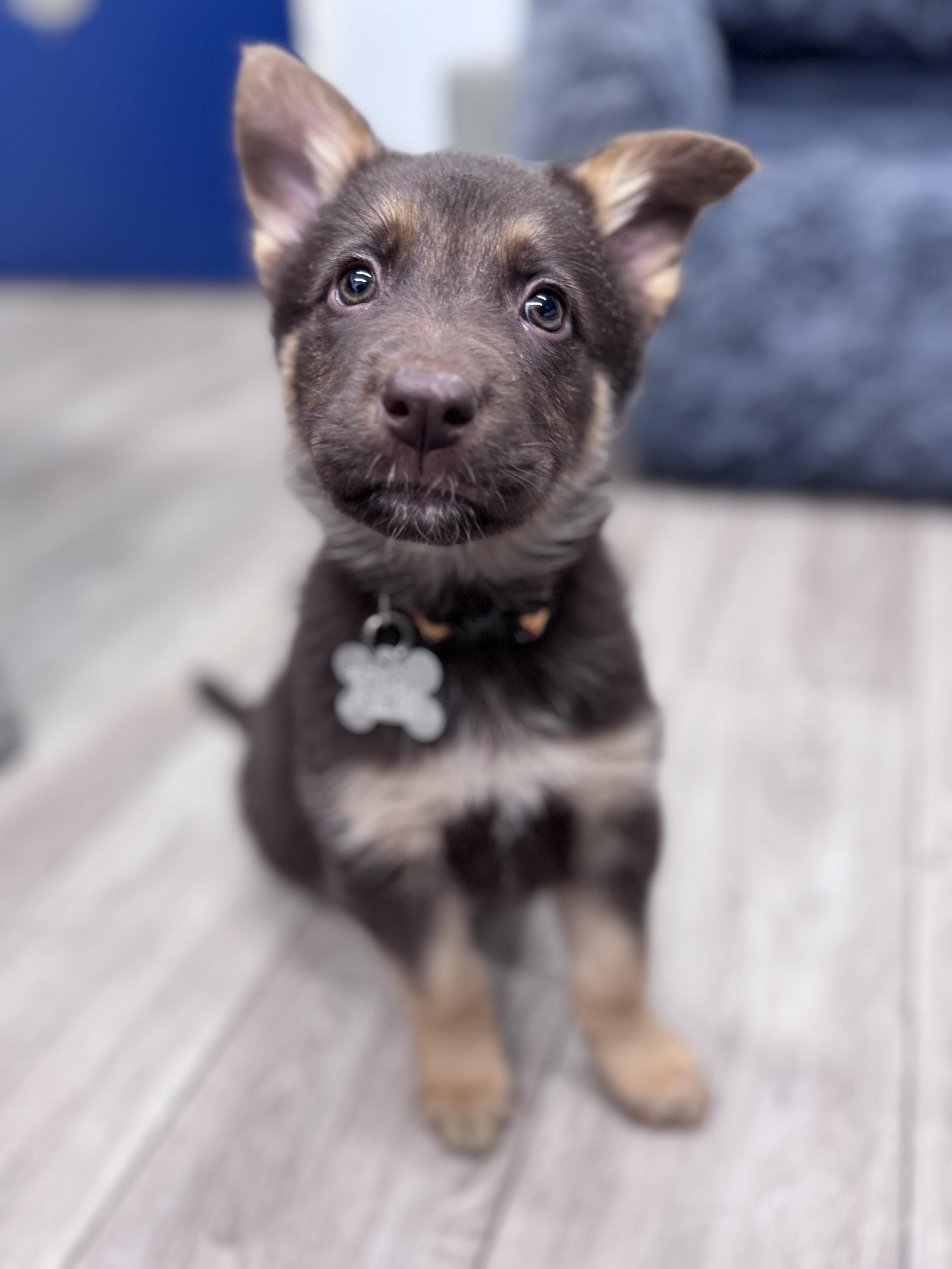 Enlarge Rosemary, an adoptable mixed breed in Palatine, IL image 2/6