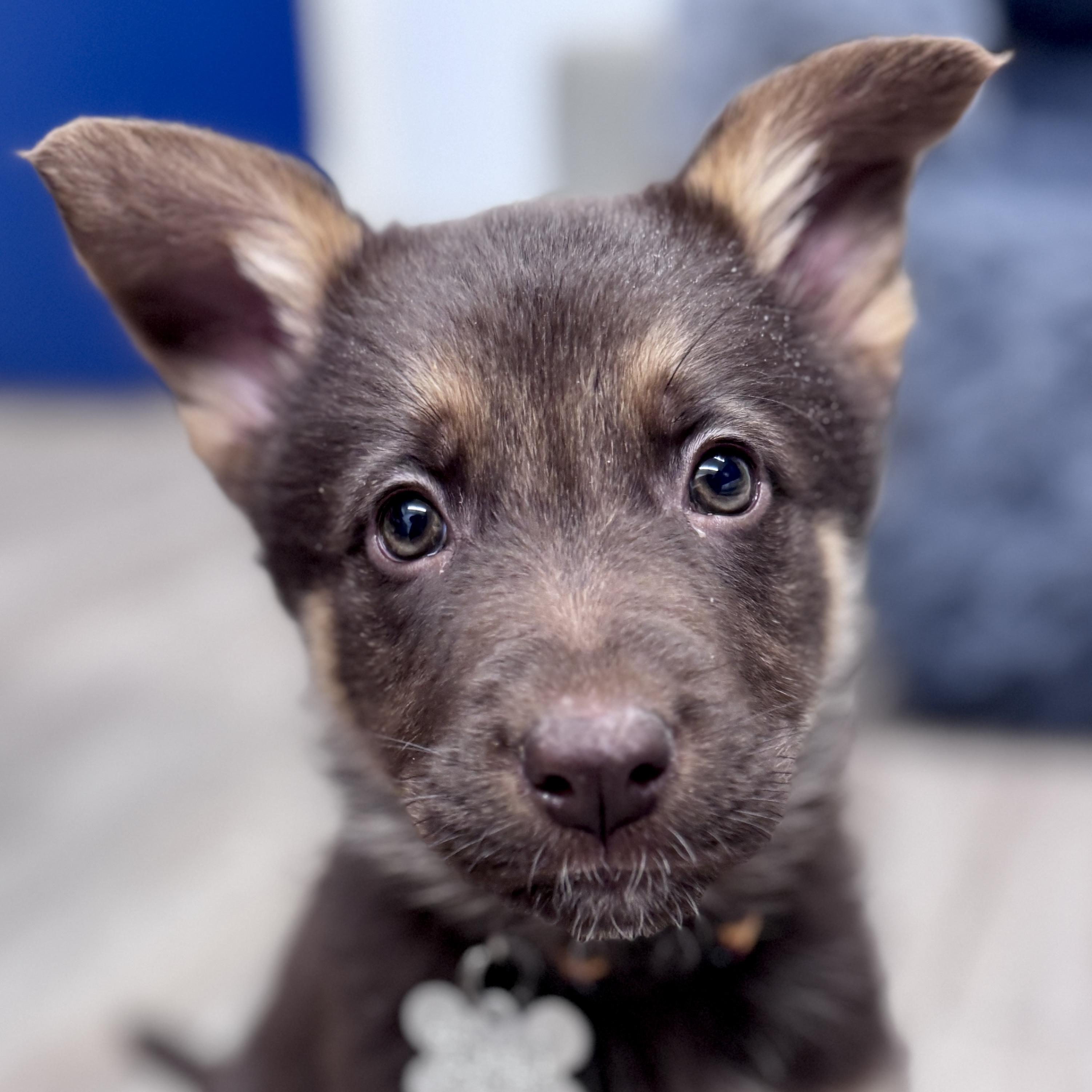 Rosemary, adoptable, Puppy Female Shetland Sheepdog / Sheltie & Mixed Breed.