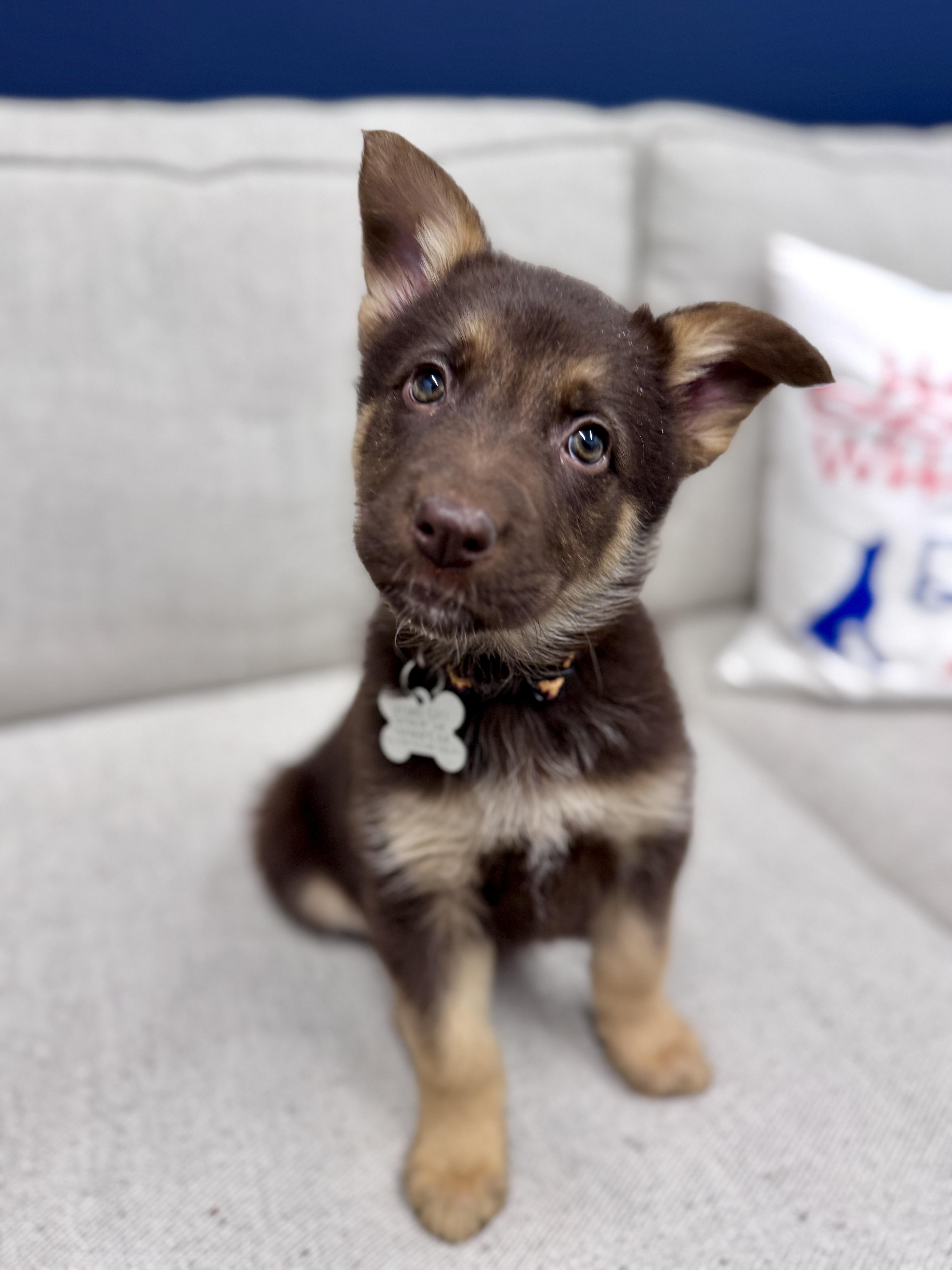 Enlarge Rosemary, an adoptable mixed breed in Palatine, IL image 6/6