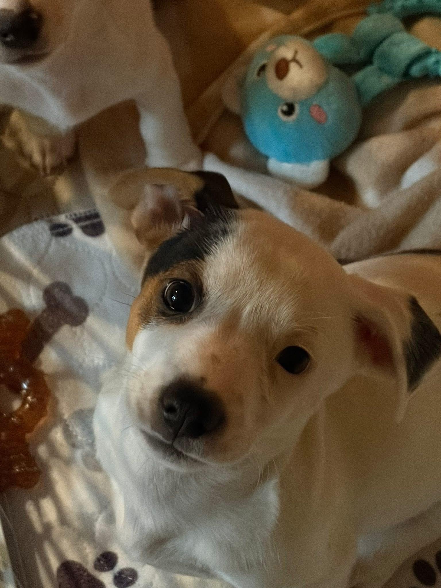 Enlarge Dash , an adopted mixed breed in Orland Park, IL image 4/6