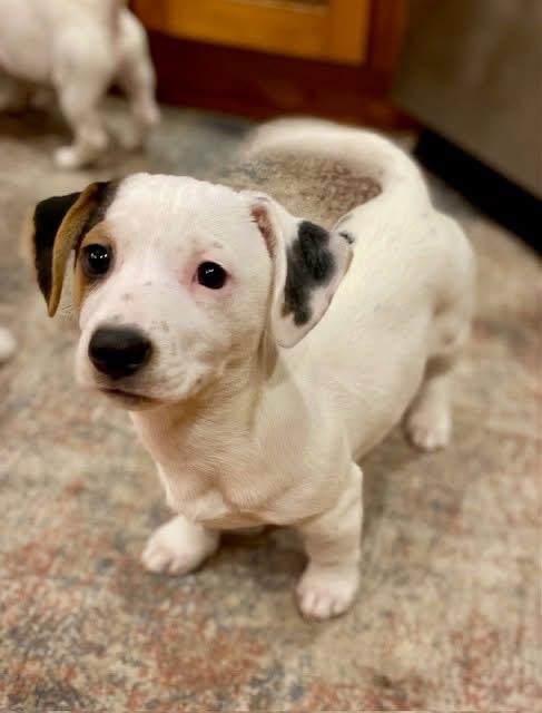 Enlarge Dash , an adopted mixed breed in Orland Park, IL image 1/6