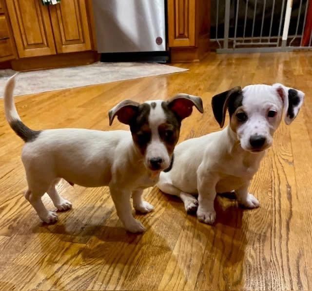 Enlarge Dash , an adopted mixed breed in Orland Park, IL image 5/6