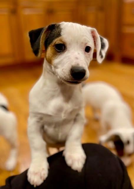 Enlarge Dash , an adopted mixed breed in Orland Park, IL image 6/6