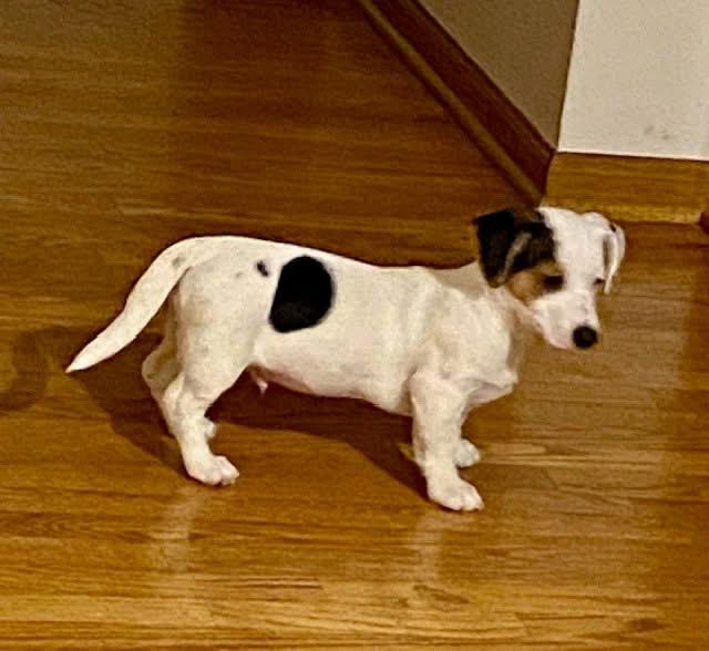 Enlarge Dash , an adopted mixed breed in Orland Park, IL image 3/6