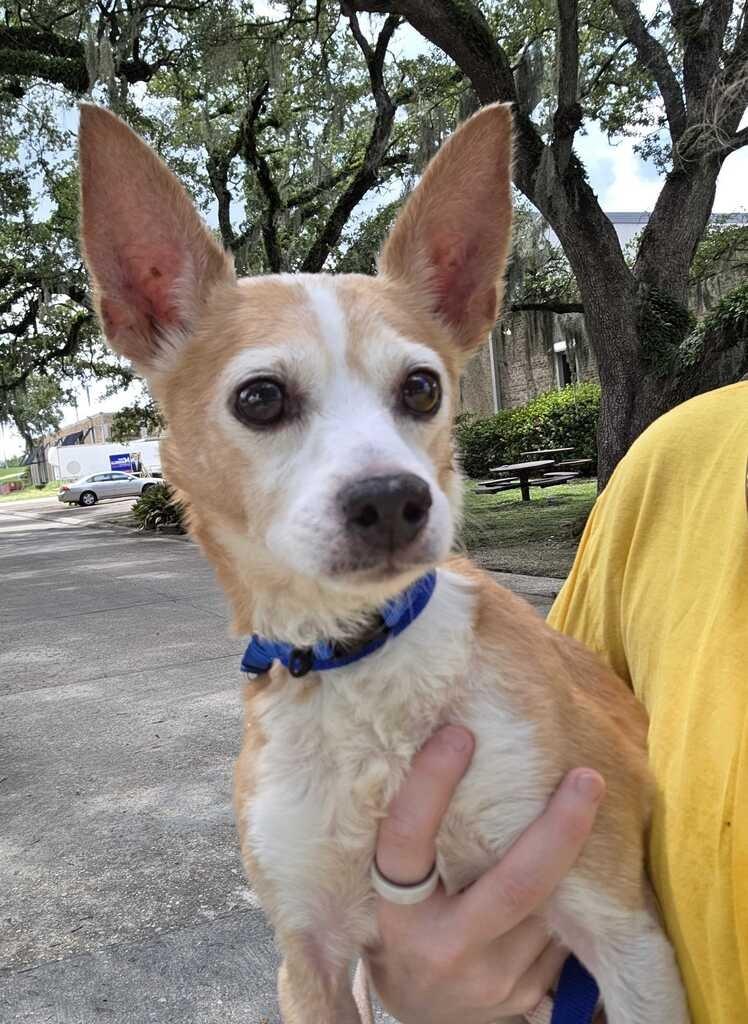 Enlarge Harry (Senior), a Adoptable Chihuahua in New Orleans, LA image 1/2