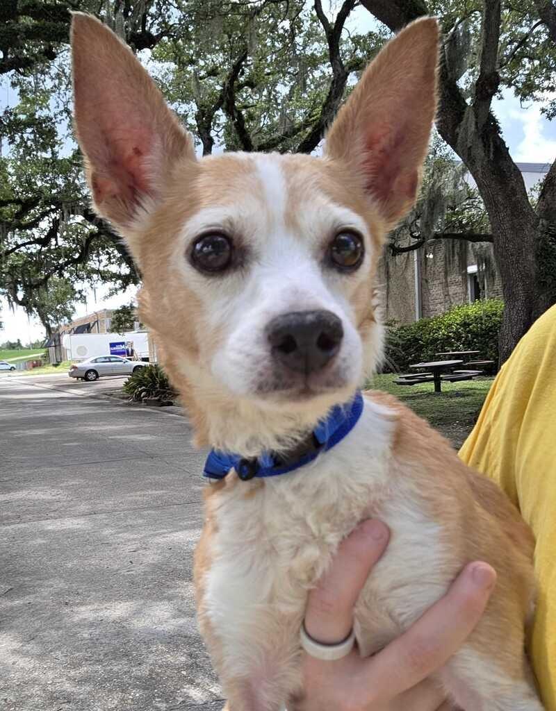 Enlarge Harry (Senior), a Adoptable Chihuahua in New Orleans, LA image 2/2
