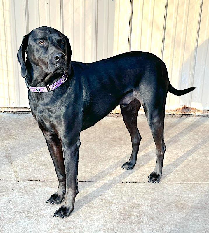 Leo, Adult Male Mixed Breed