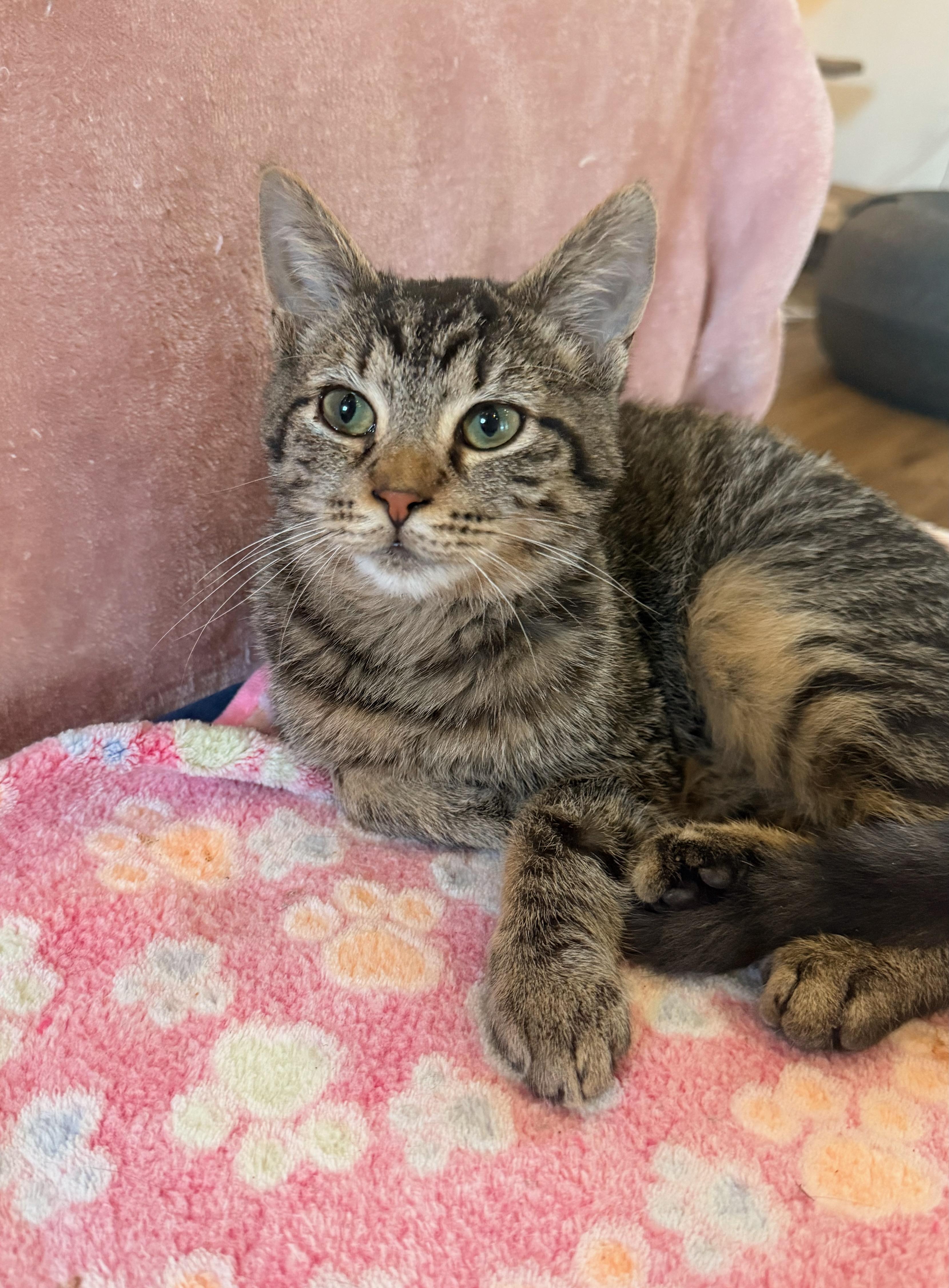 Enlarge Celeste, a Adoptable Tabby in Bowling Green, OH image 1/4