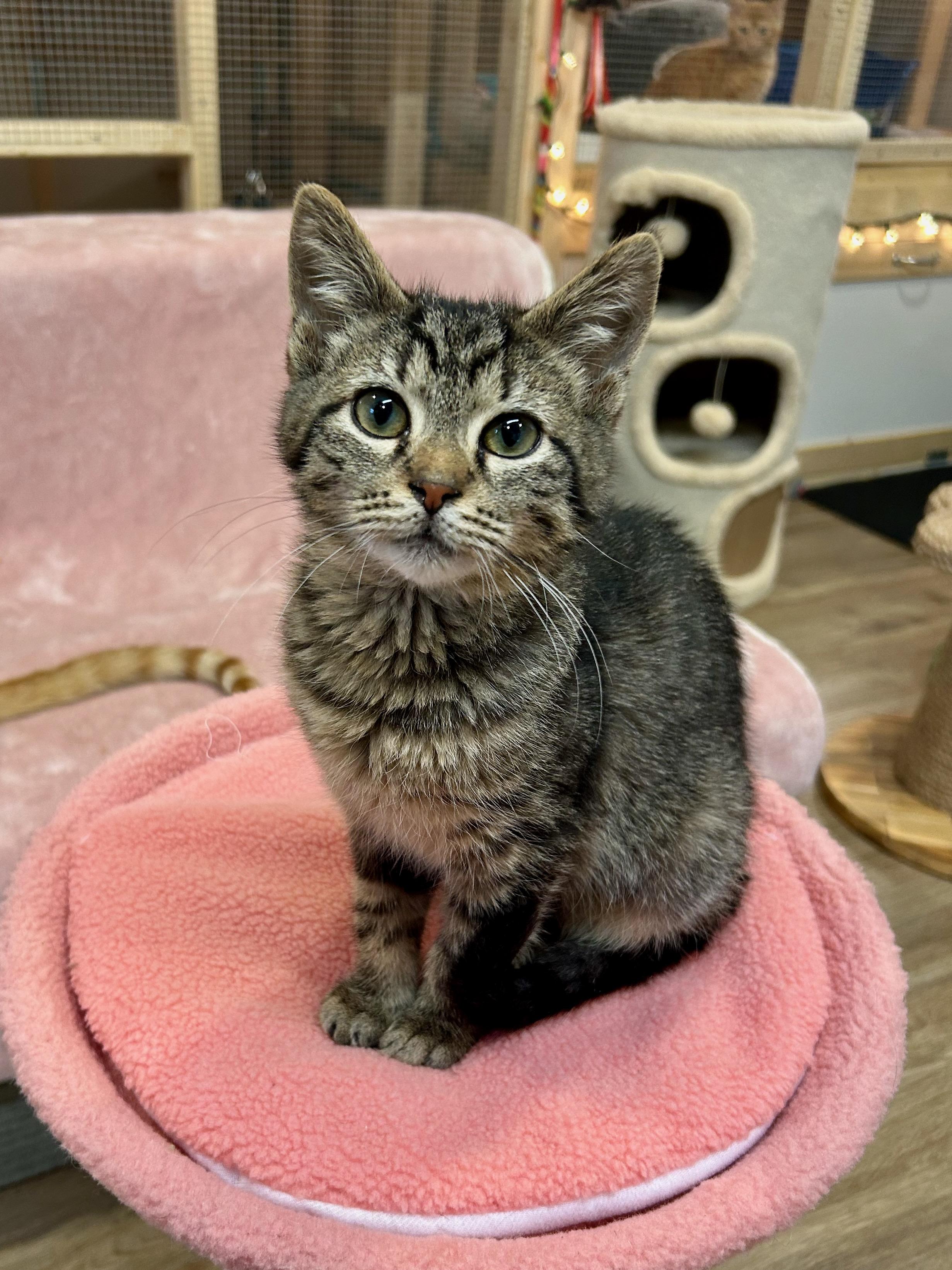 Enlarge Celeste, a Adoptable Tabby in Bowling Green, OH image 1/3