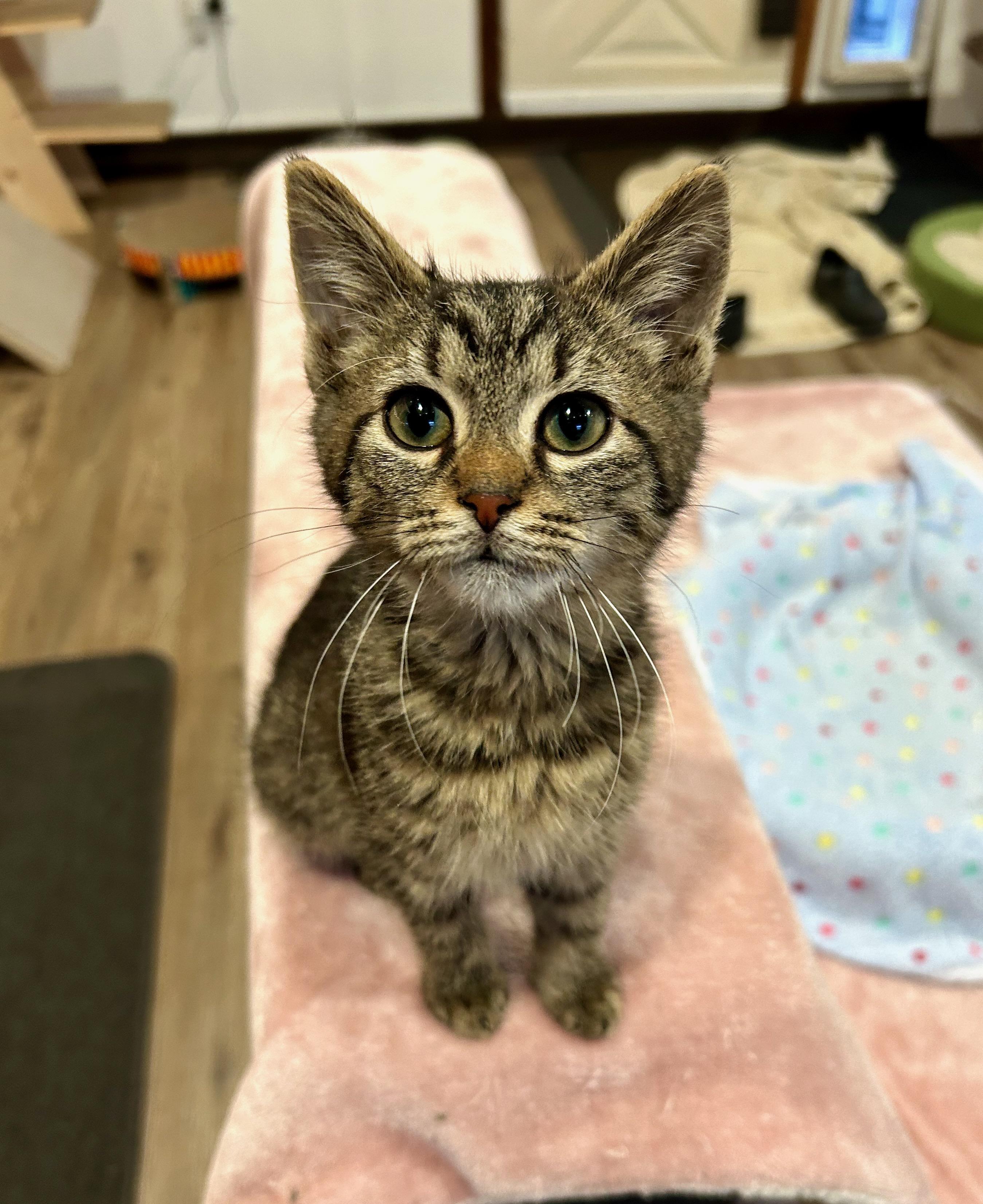 Enlarge Celeste, a Adoptable Tabby in Bowling Green, OH image 2/3