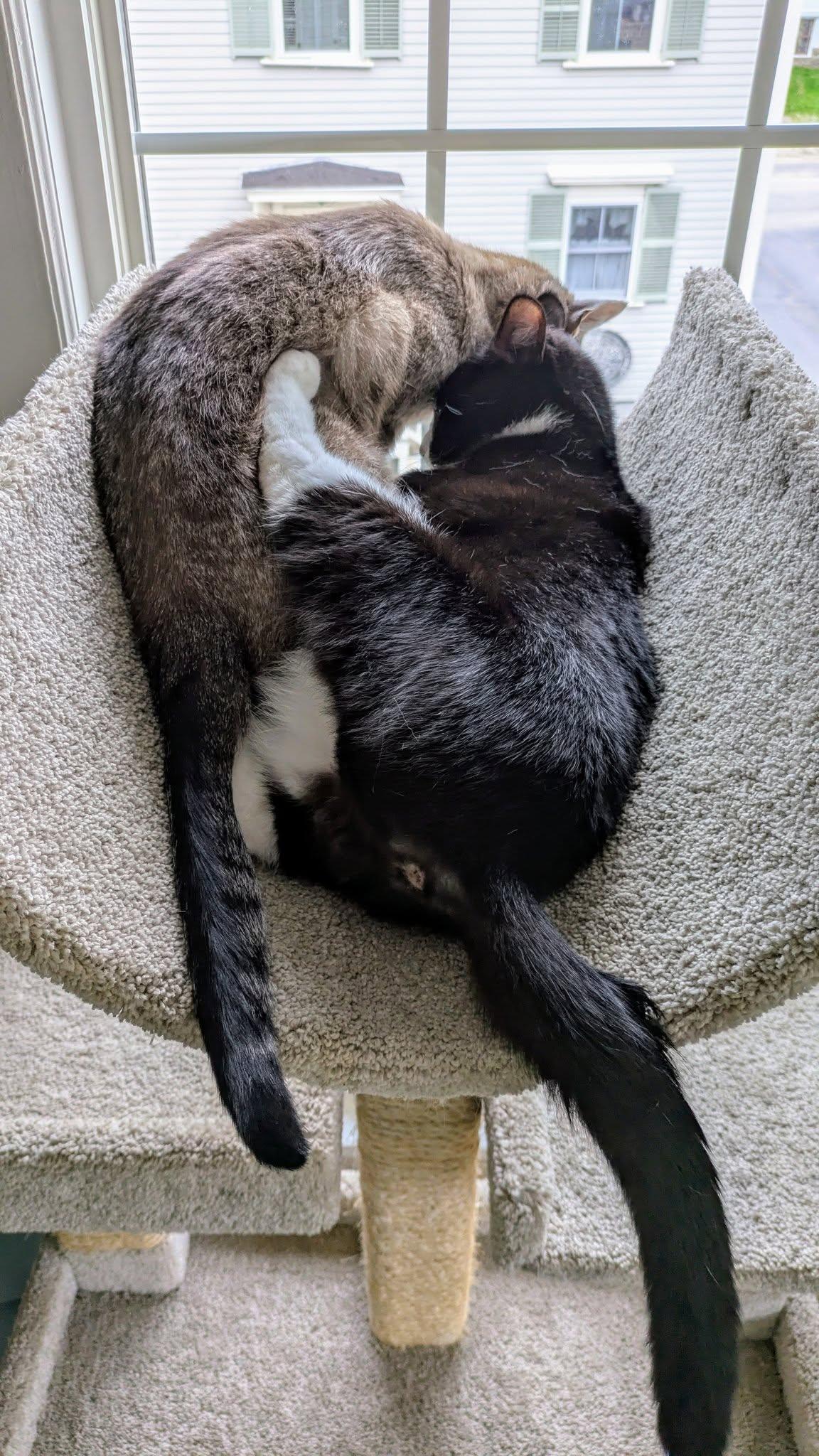 Kelo & Oreo, a Adopted mixed breed in Bath, ME image 5/5