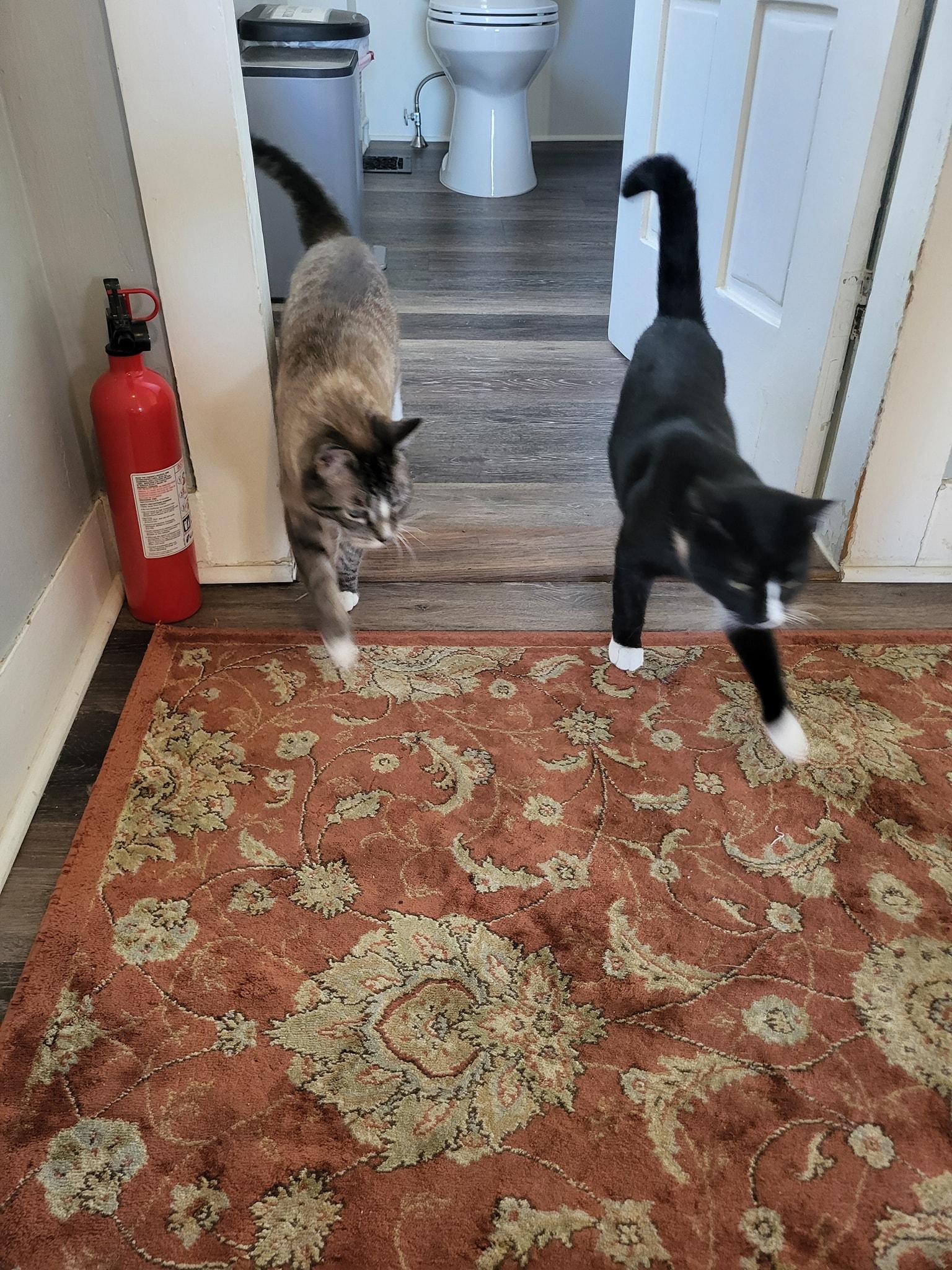 Kelo & Oreo, a Adopted mixed breed in Bath, ME image 4/5