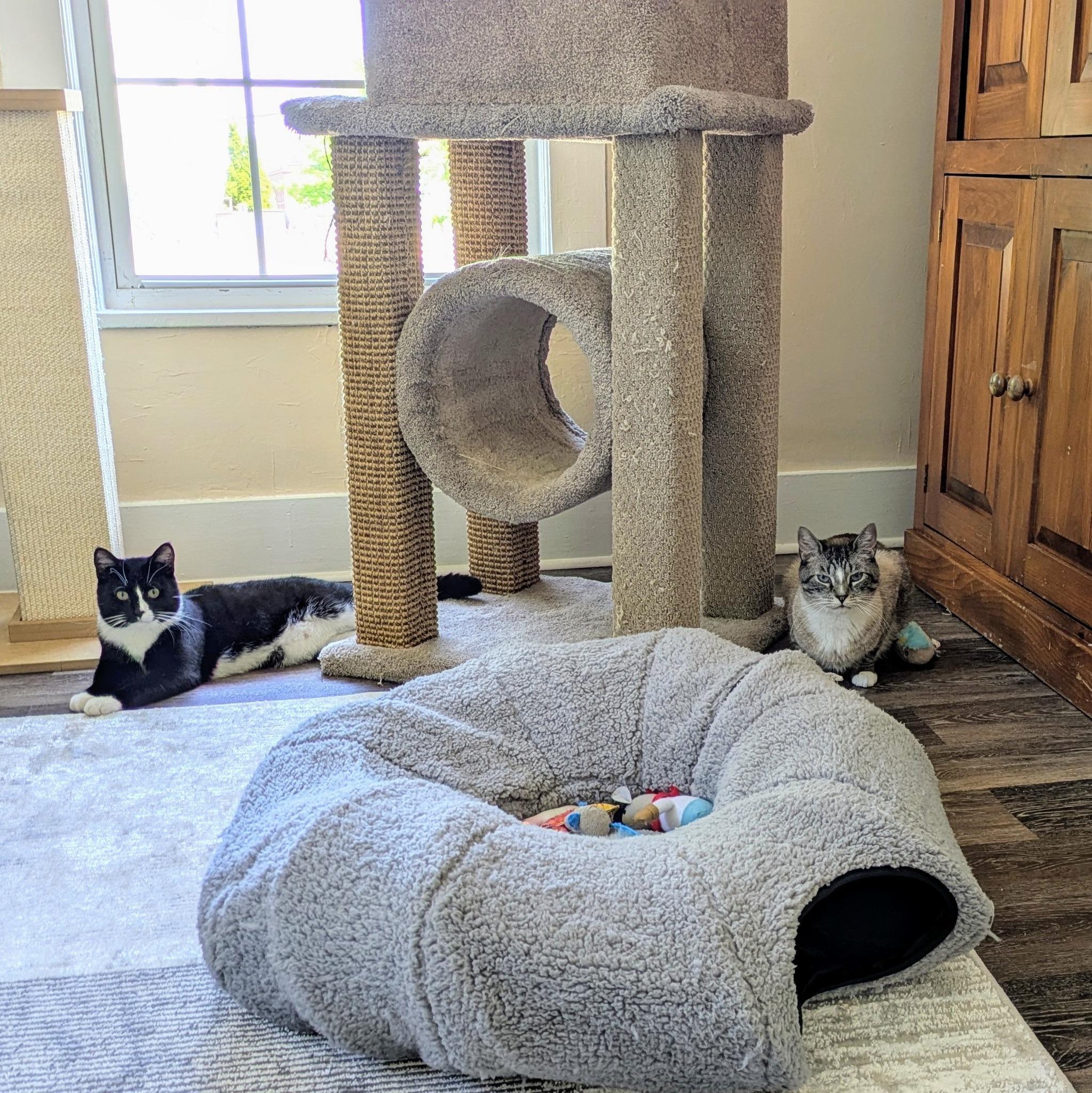 Kelo & Oreo, a Adopted mixed breed in Bath, ME image 3/5