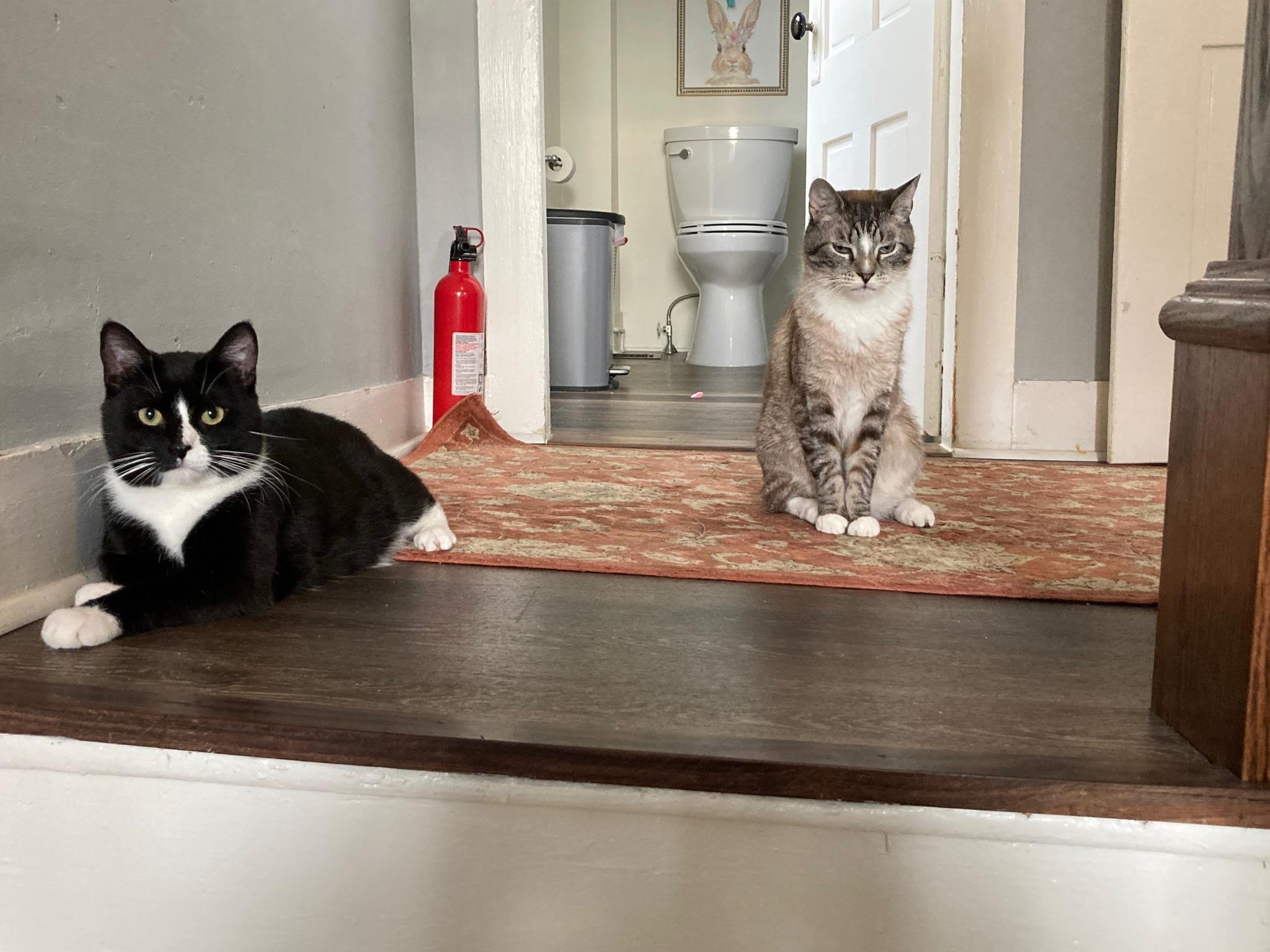 Kelo & Oreo, Adopted, Young Male American Shorthair & Siamese.