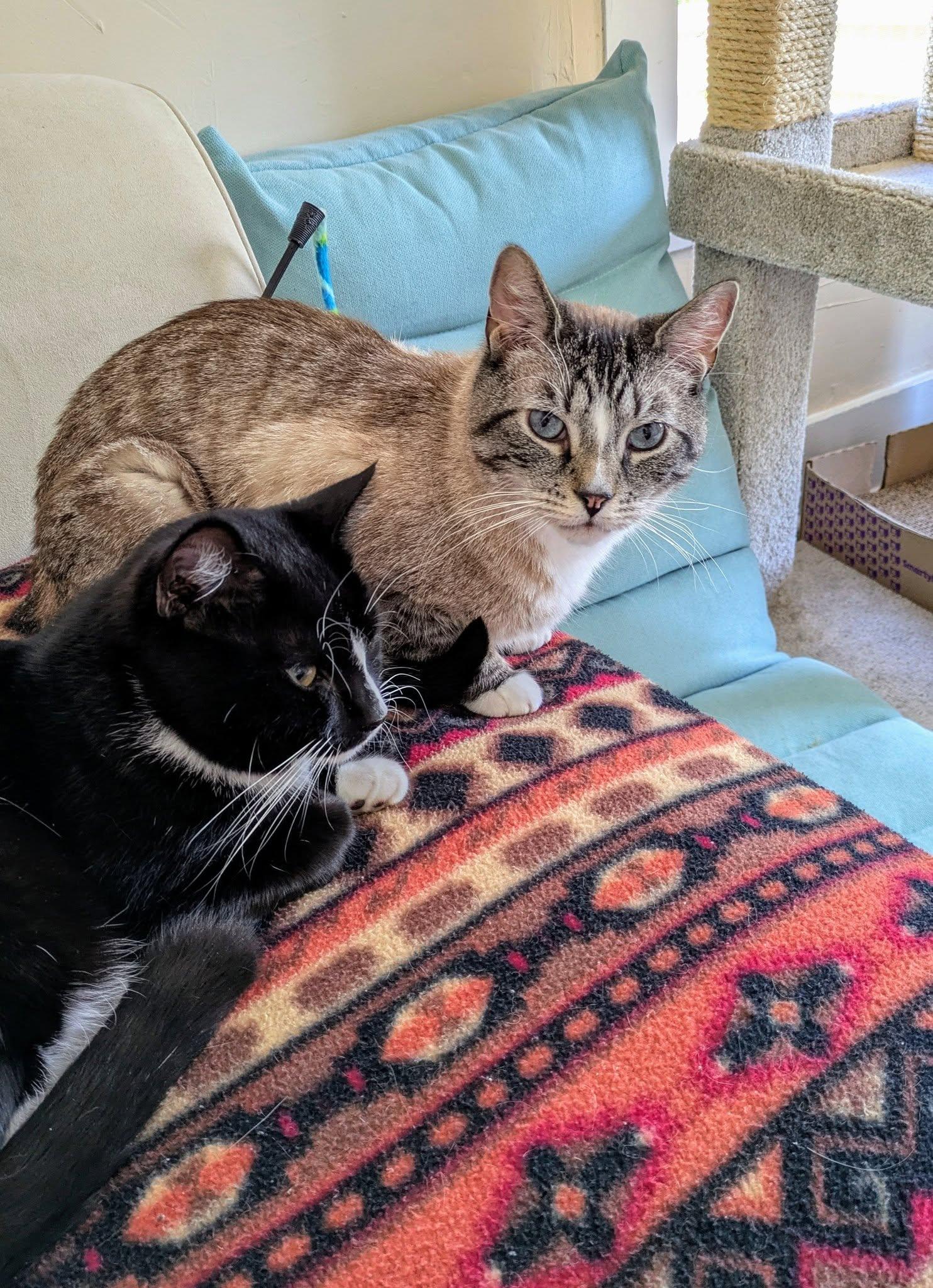 Kelo & Oreo, a Adopted mixed breed in Bath, ME image 2/5