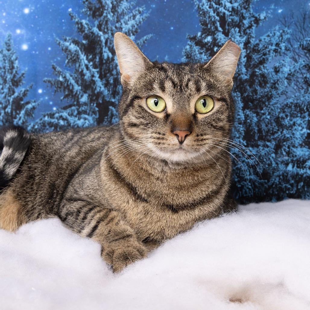 Helena, Adoptable, Adult Female Domestic Short Hair.