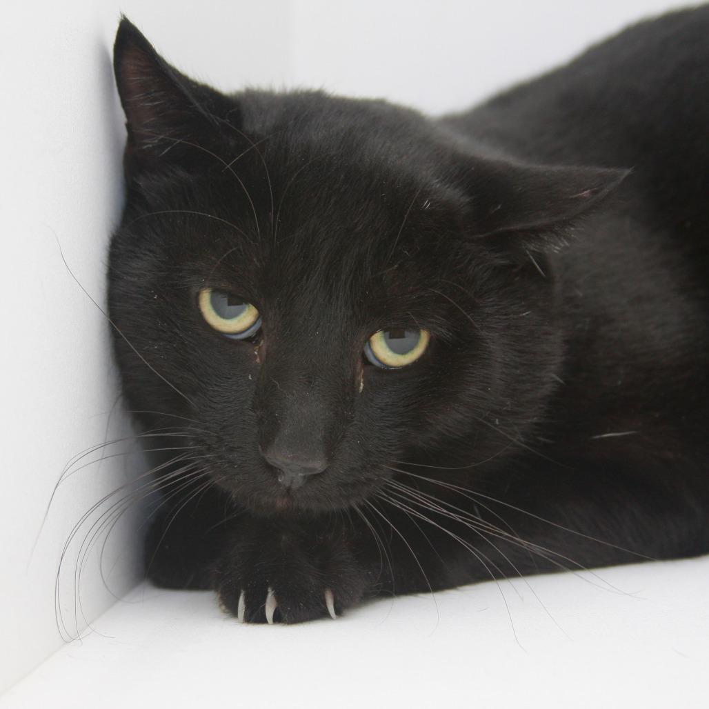 Dracula, Adoptable, Adult Male Domestic Short Hair.