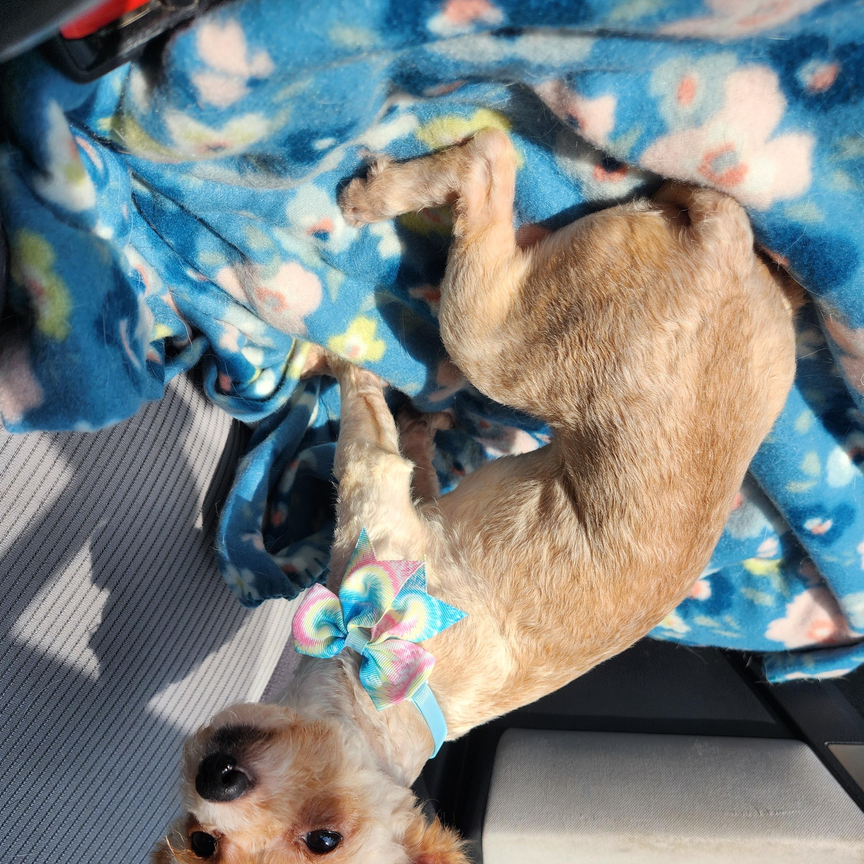 Enlarge Lola, an adopted mixed breed in Killeen, TX image 5/5
