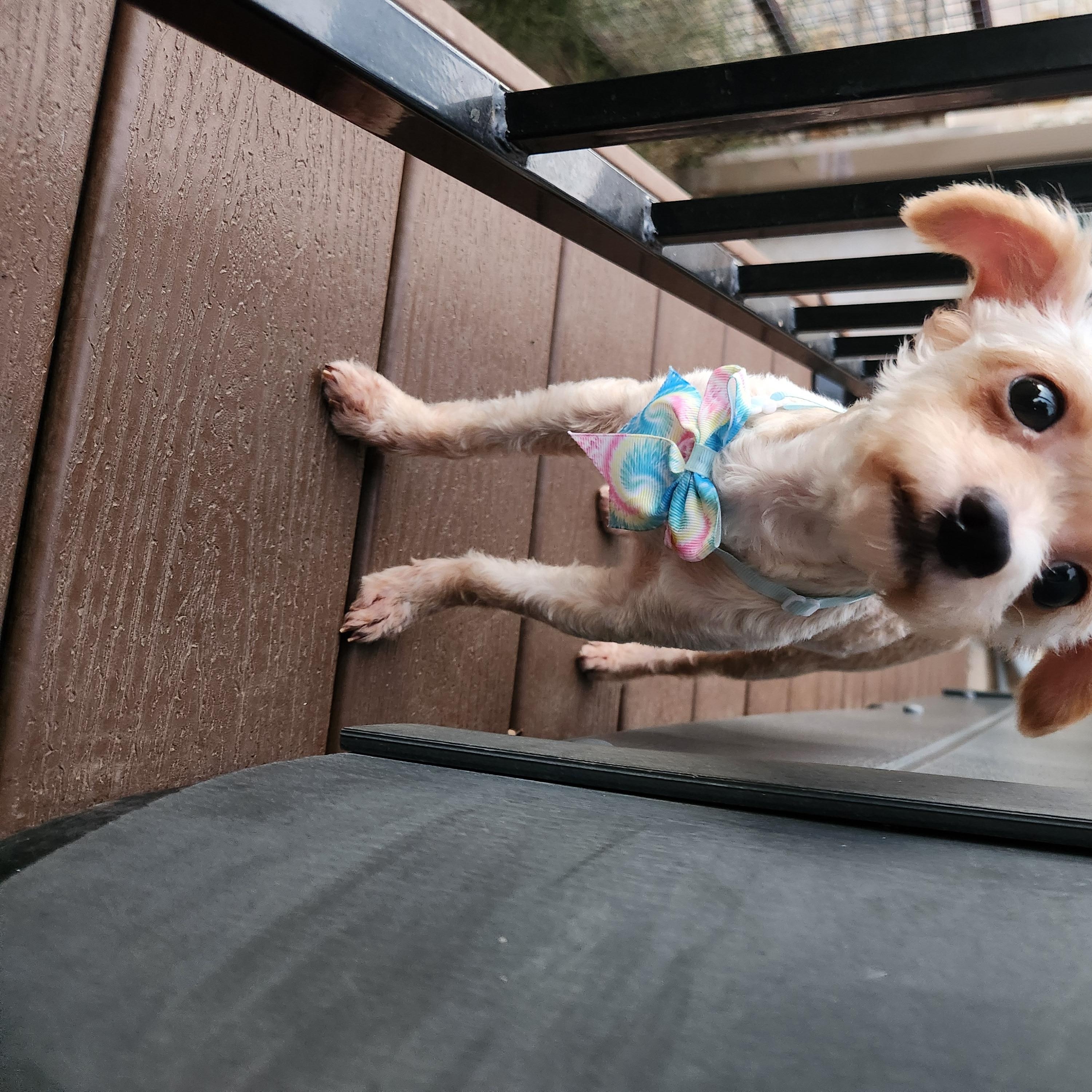 Enlarge Lola, an adopted mixed breed in Killeen, TX image 2/5
