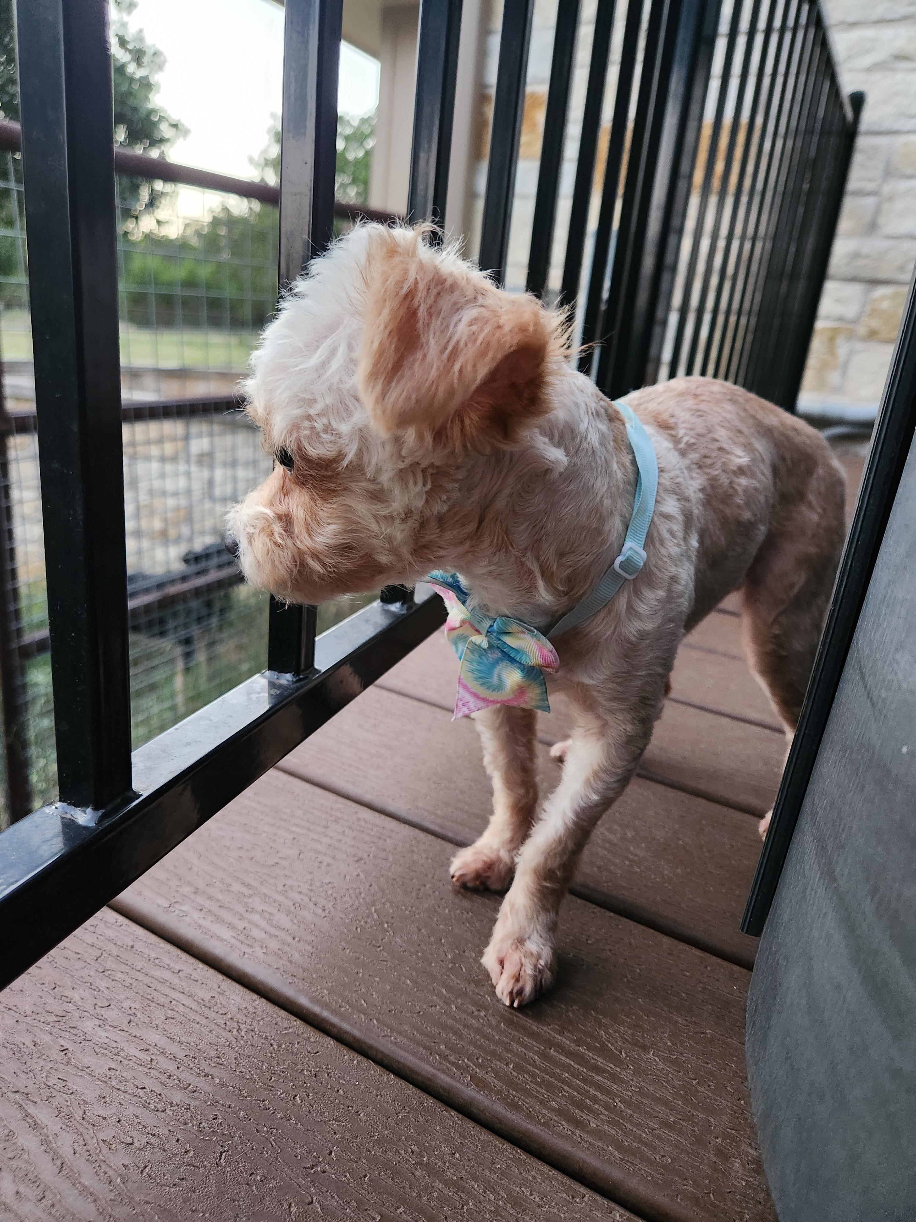 Enlarge Lola, an adopted mixed breed in Killeen, TX image 3/5