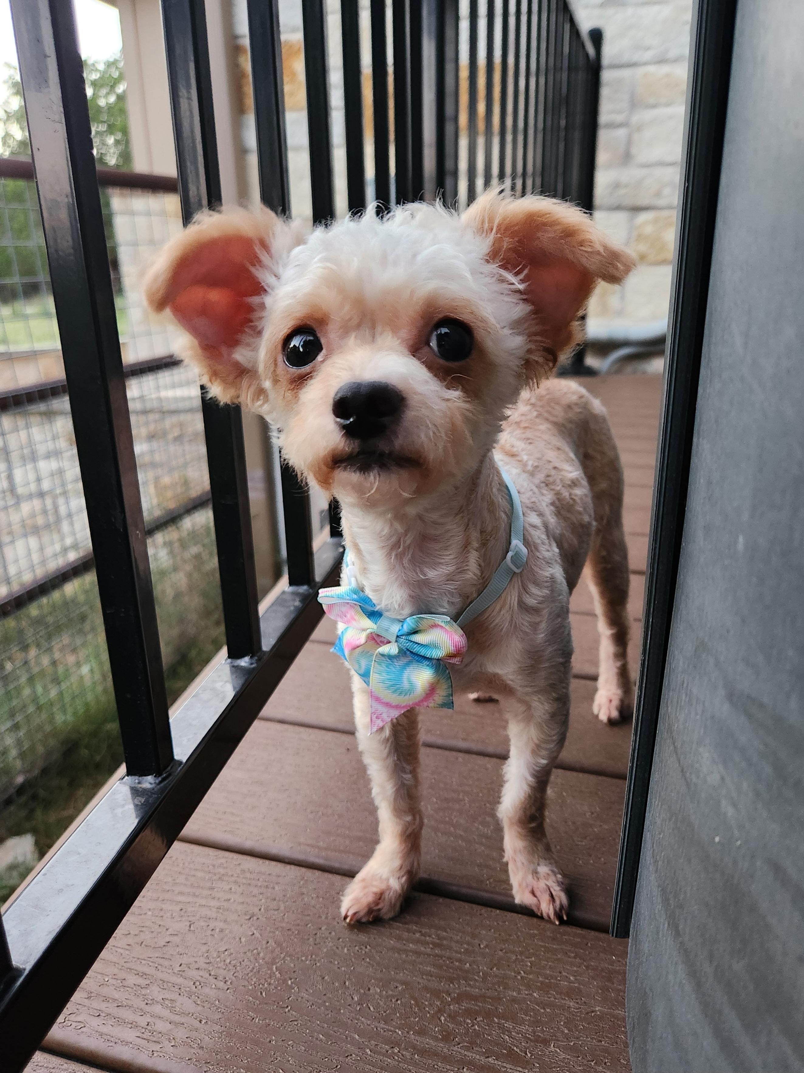 Lola, adopted, Adult Female Poodle & Mixed Breed.