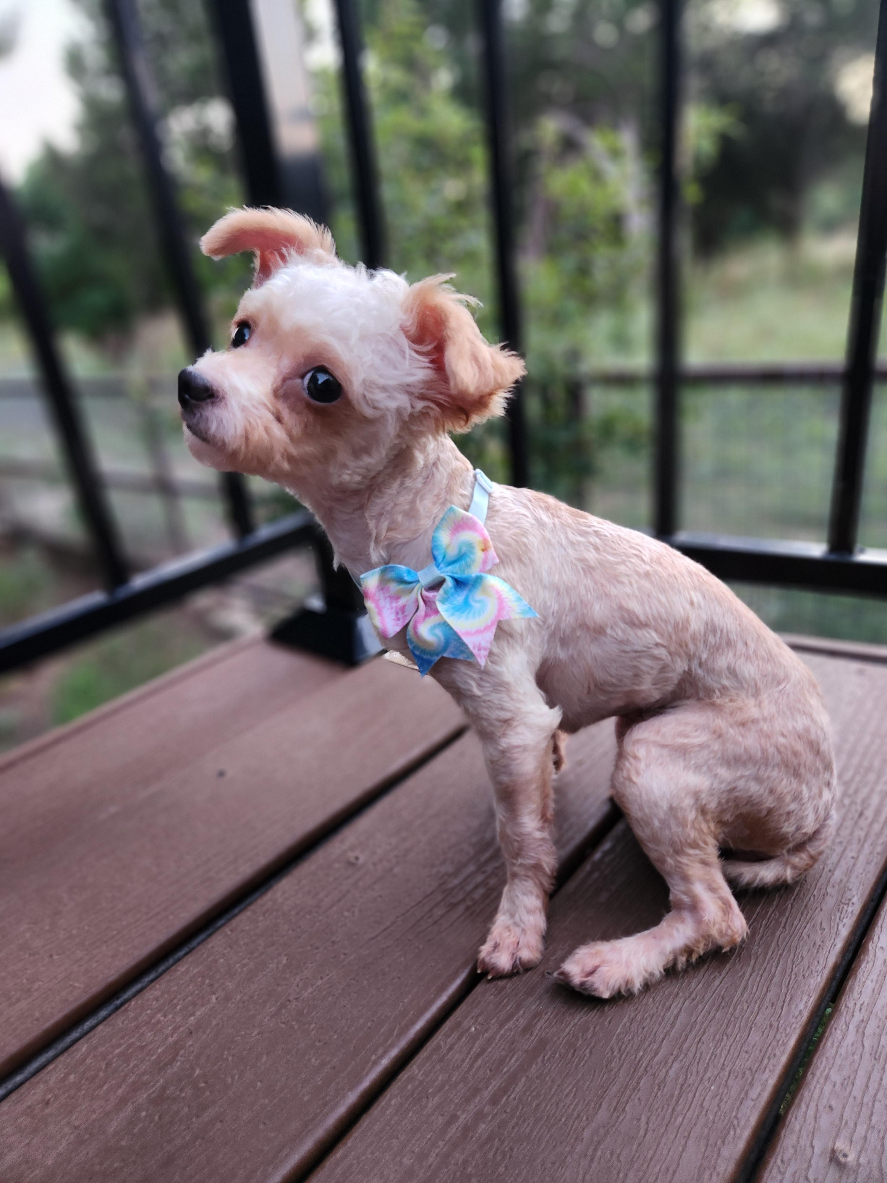 Enlarge Lola, an adopted mixed breed in Killeen, TX image 4/5