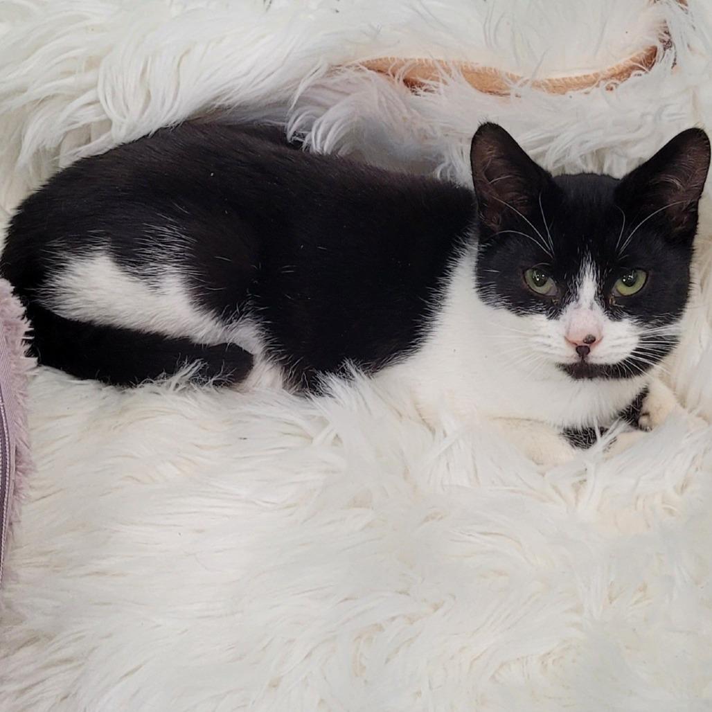 Moo, a Adoptable Domestic Short Hair in Chattanooga, TN image 1/3