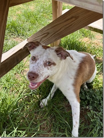 Enlarge Patchy, a Adopted mixed breed in Blackstone, VA image 4/4