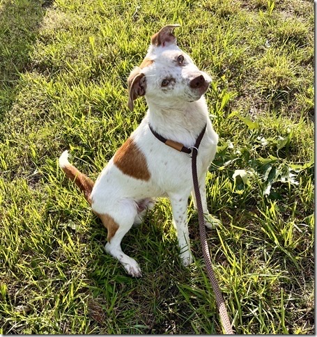 Enlarge Patchy, a Adopted mixed breed in Blackstone, VA image 3/4