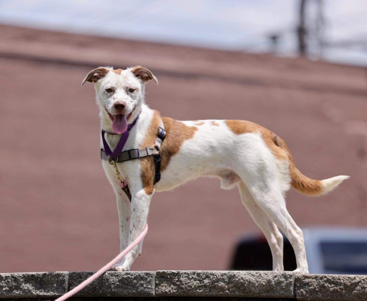 Patchy, Adopted, Young Male Australian Cattle Dog / Blue Heeler & Brittany Spaniel.