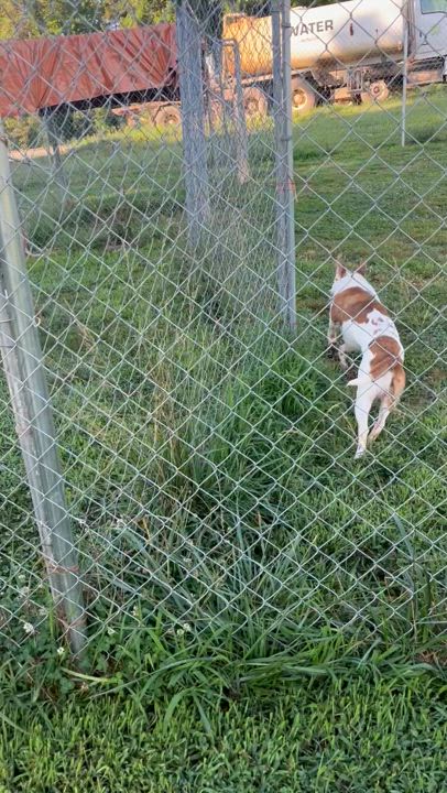 Enlarge Patchy, a Adopted mixed breed in Blackstone, VA video 2/4