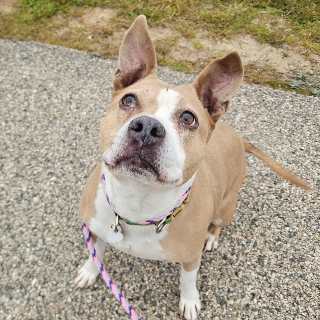 Enlarge Piper-Available soon!, a Adoptable Terrier in Conway, NH image 1/6