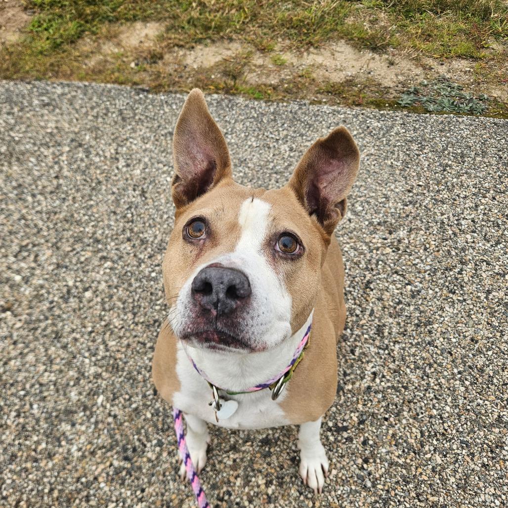 Enlarge Piper-Available soon!, a Adoptable Terrier in Conway, NH image 2/6
