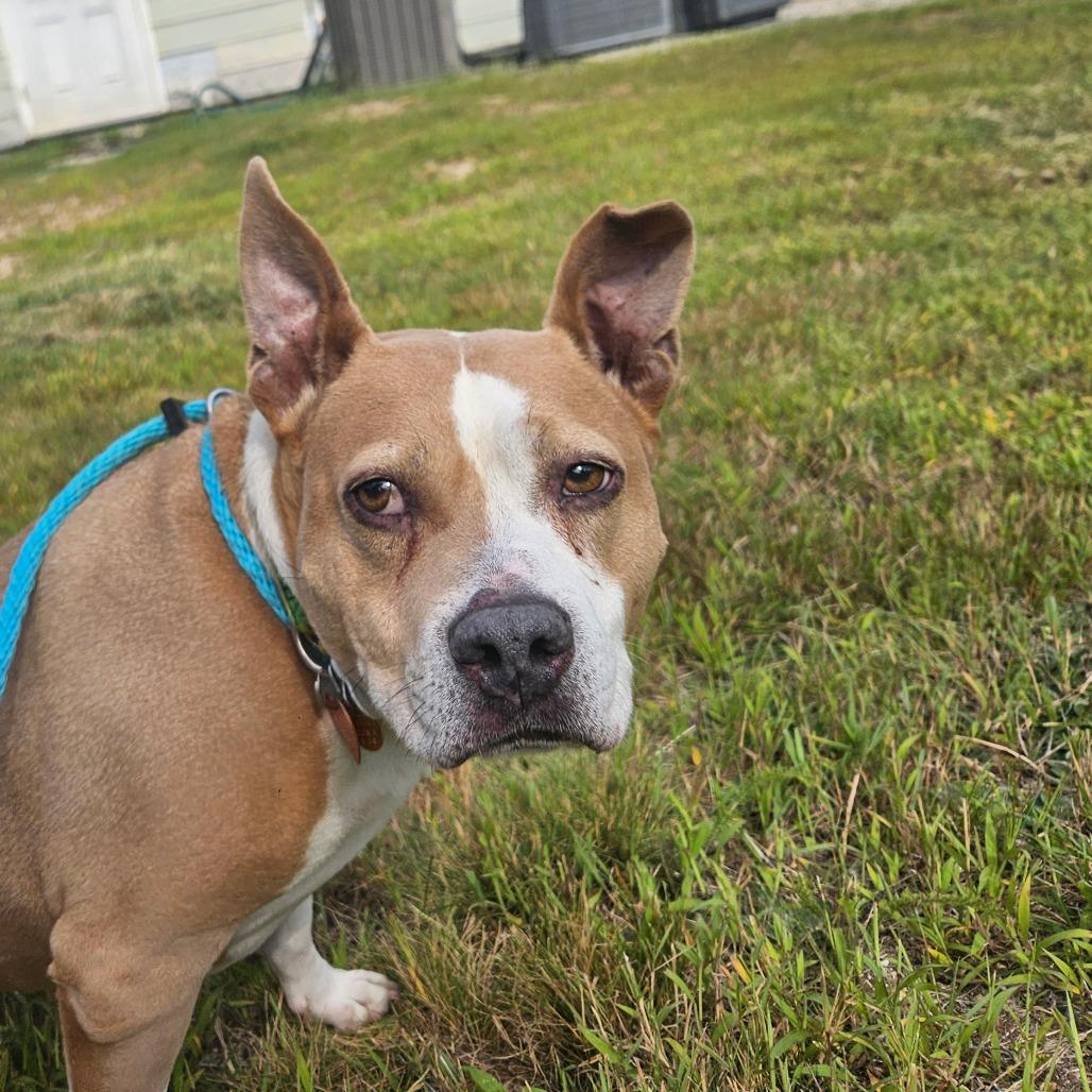 Enlarge Piper-Available soon!, a Adoptable Terrier in Conway, NH image 3/6
