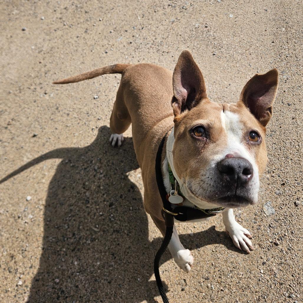 Enlarge Piper-Available soon!, a Adoptable Terrier in Conway, NH image 4/6