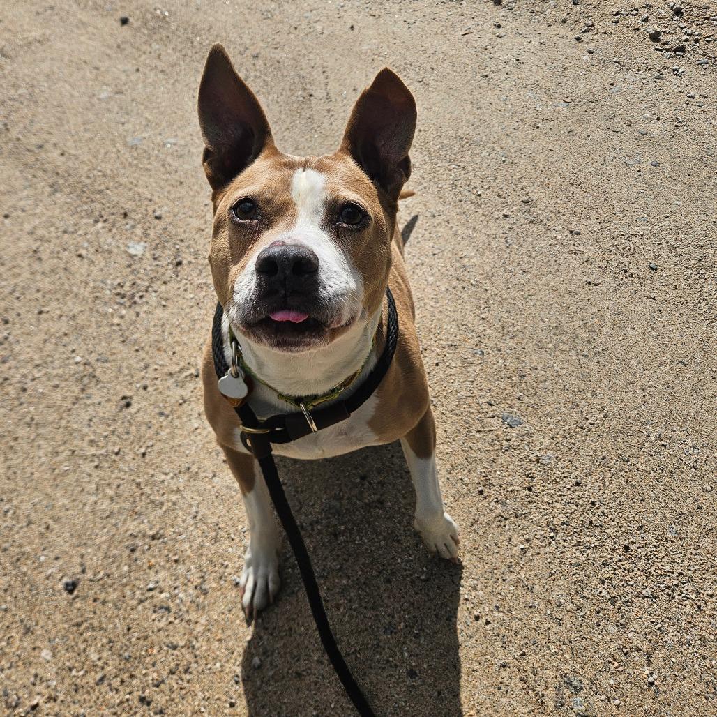 Enlarge Piper-Available soon!, a Adoptable Terrier in Conway, NH image 5/6
