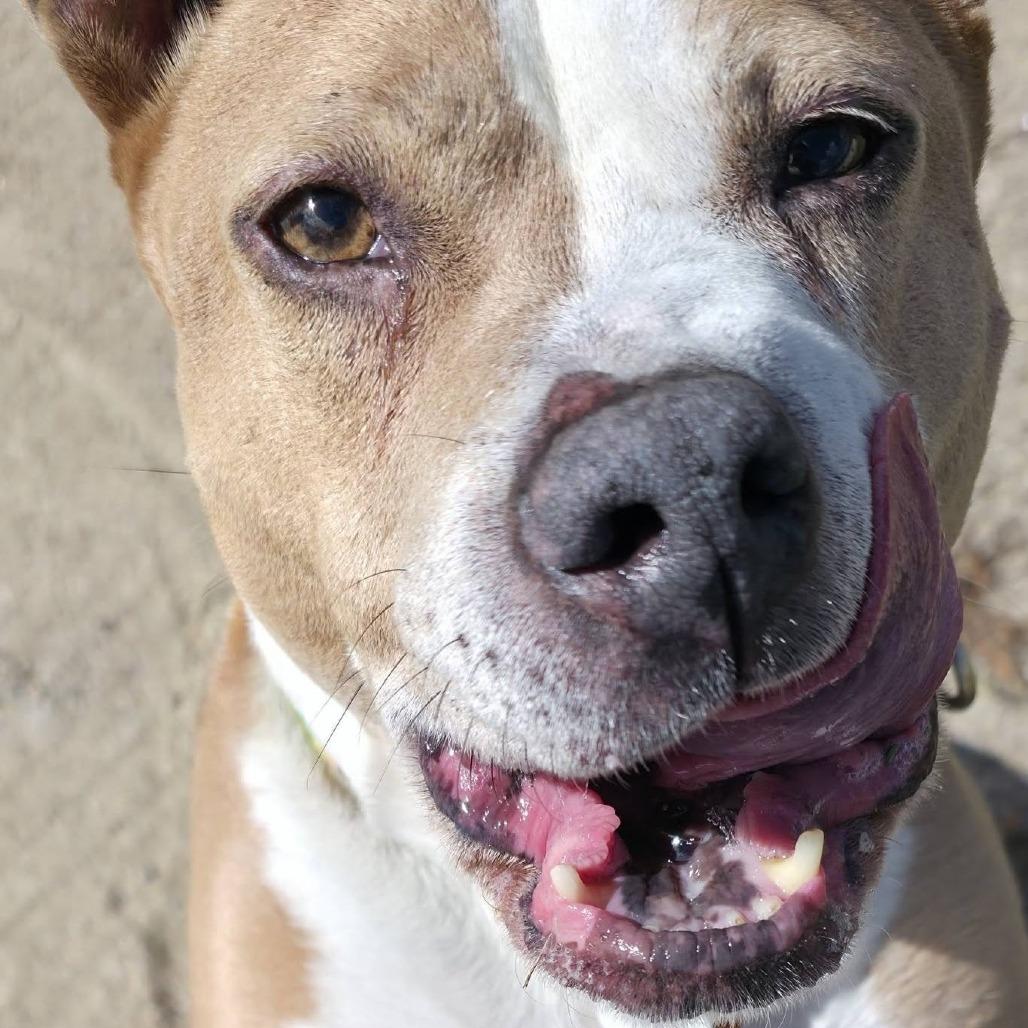Enlarge Piper-Available soon!, a Adoptable Terrier in Conway, NH image 6/6