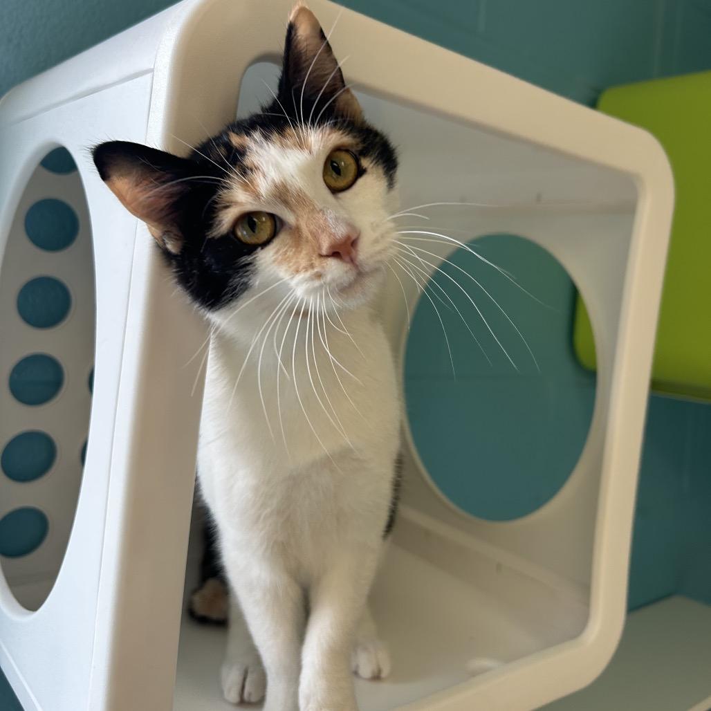 Eclair, Adoptable, Young Female Domestic Short Hair.