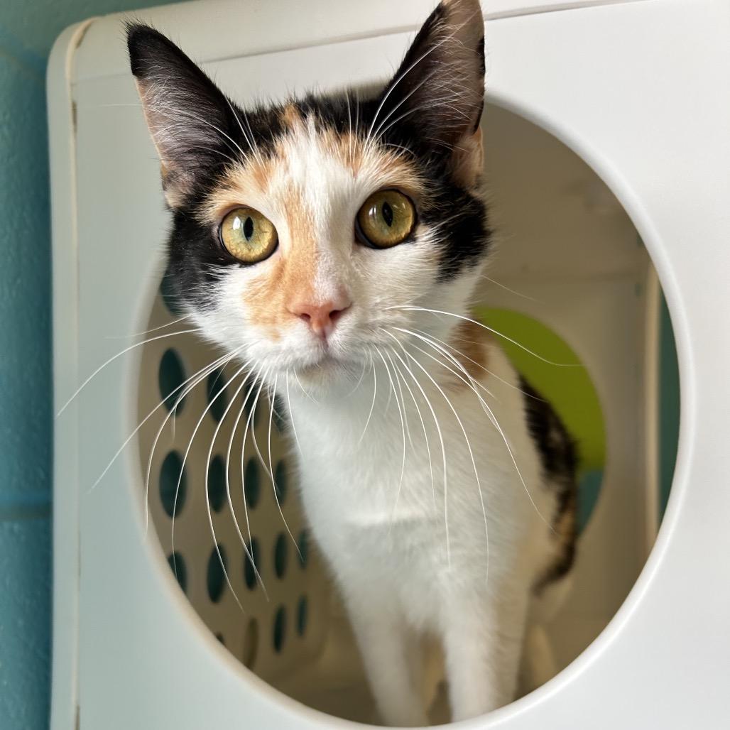 Enlarge Eclair, a Adoptable Domestic Short Hair in Roxboro, NC image 2/6