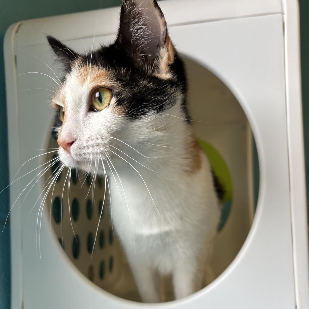Enlarge Eclair, a Adoptable Domestic Short Hair in Roxboro, NC image 3/6