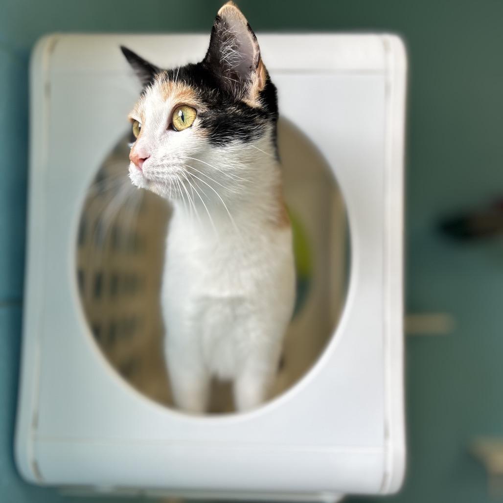 Enlarge Eclair, a Adoptable Domestic Short Hair in Roxboro, NC image 4/6