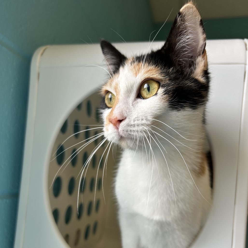 Enlarge Eclair, a Adoptable Domestic Short Hair in Roxboro, NC image 5/6