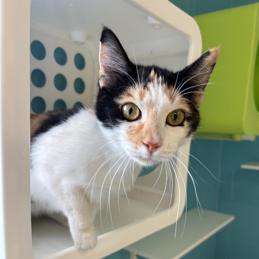 Enlarge Eclair, a Adoptable Domestic Short Hair in Roxboro, NC image 6/6